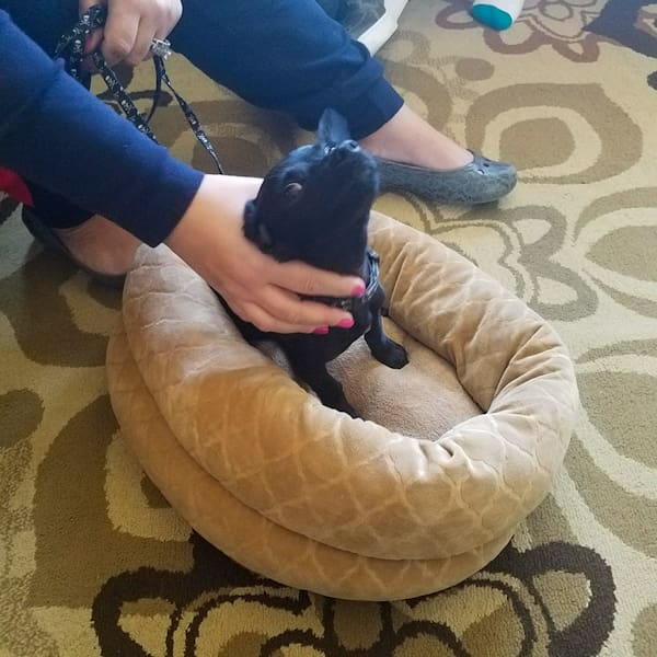 small black dog in bed on leash