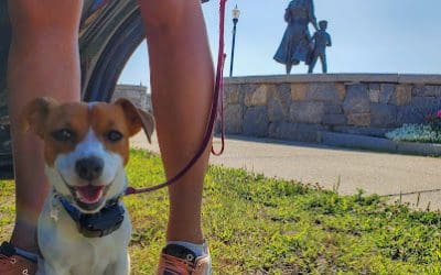 10 Things to Do Instead of Going to the Dog Park