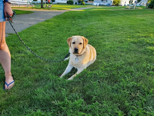 lab laying on the grass