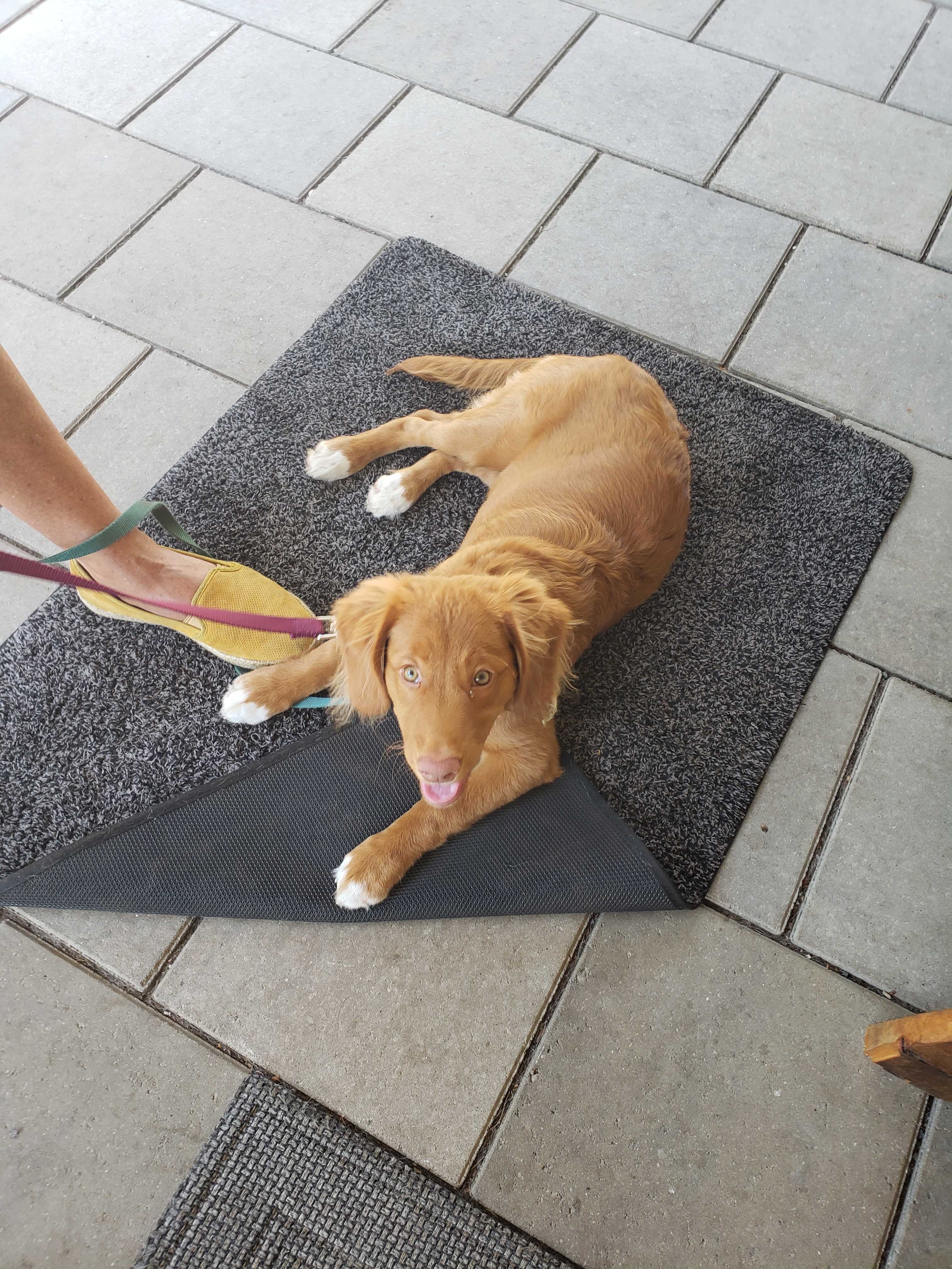 nova scotia duck tolling retriever puppy