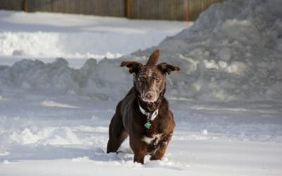 Navigating the Holidays with Your Dog