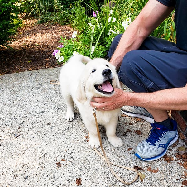 Housebreaking Your Dog