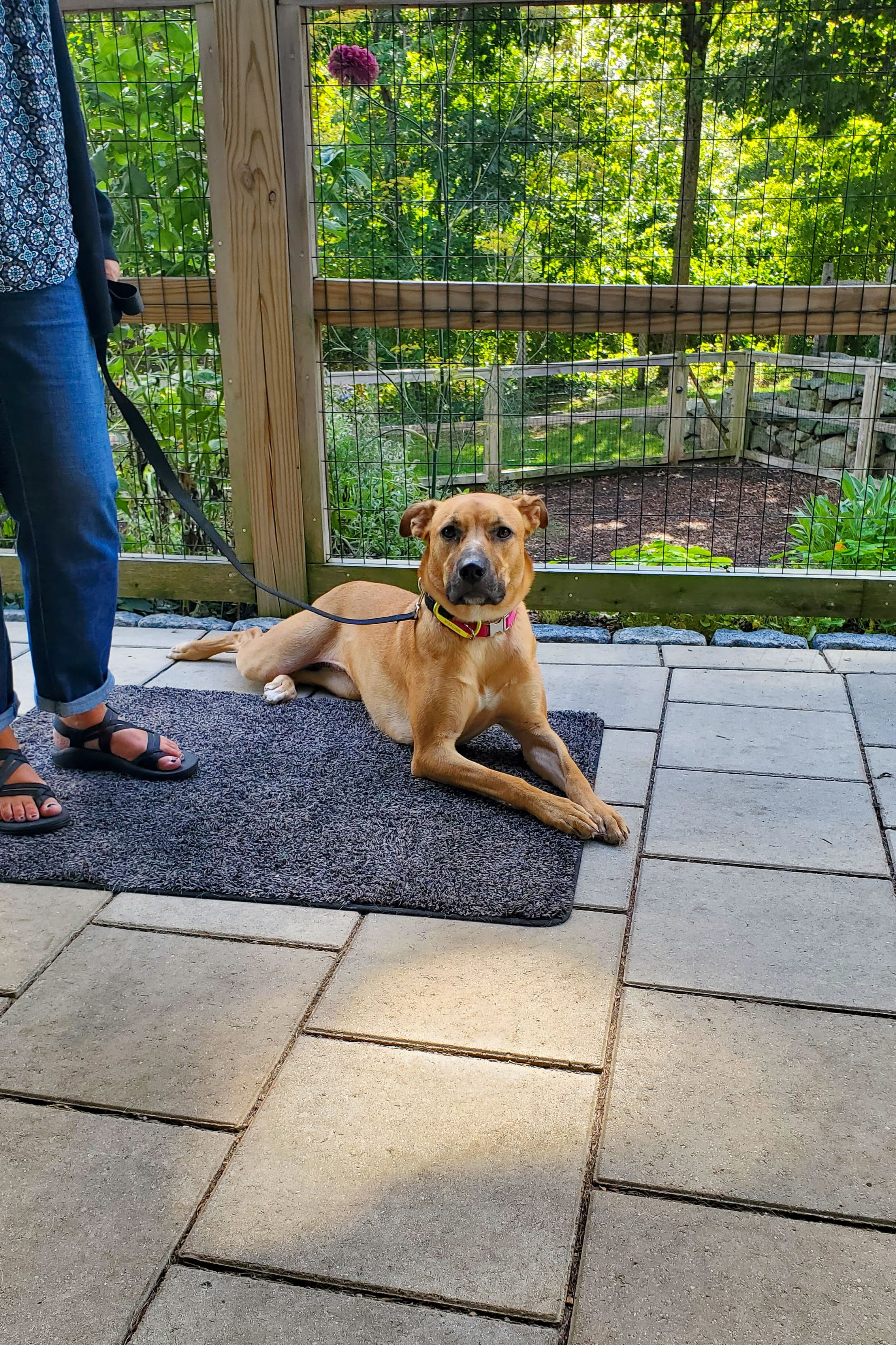 dog lying down calmly with owner