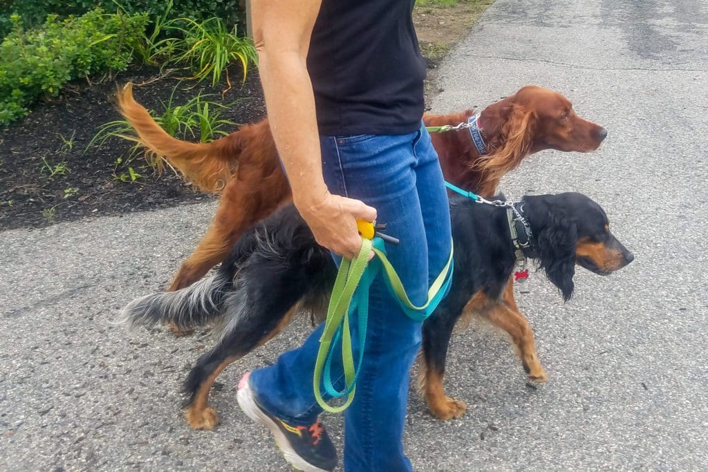 two setters walking on leash with ecollar