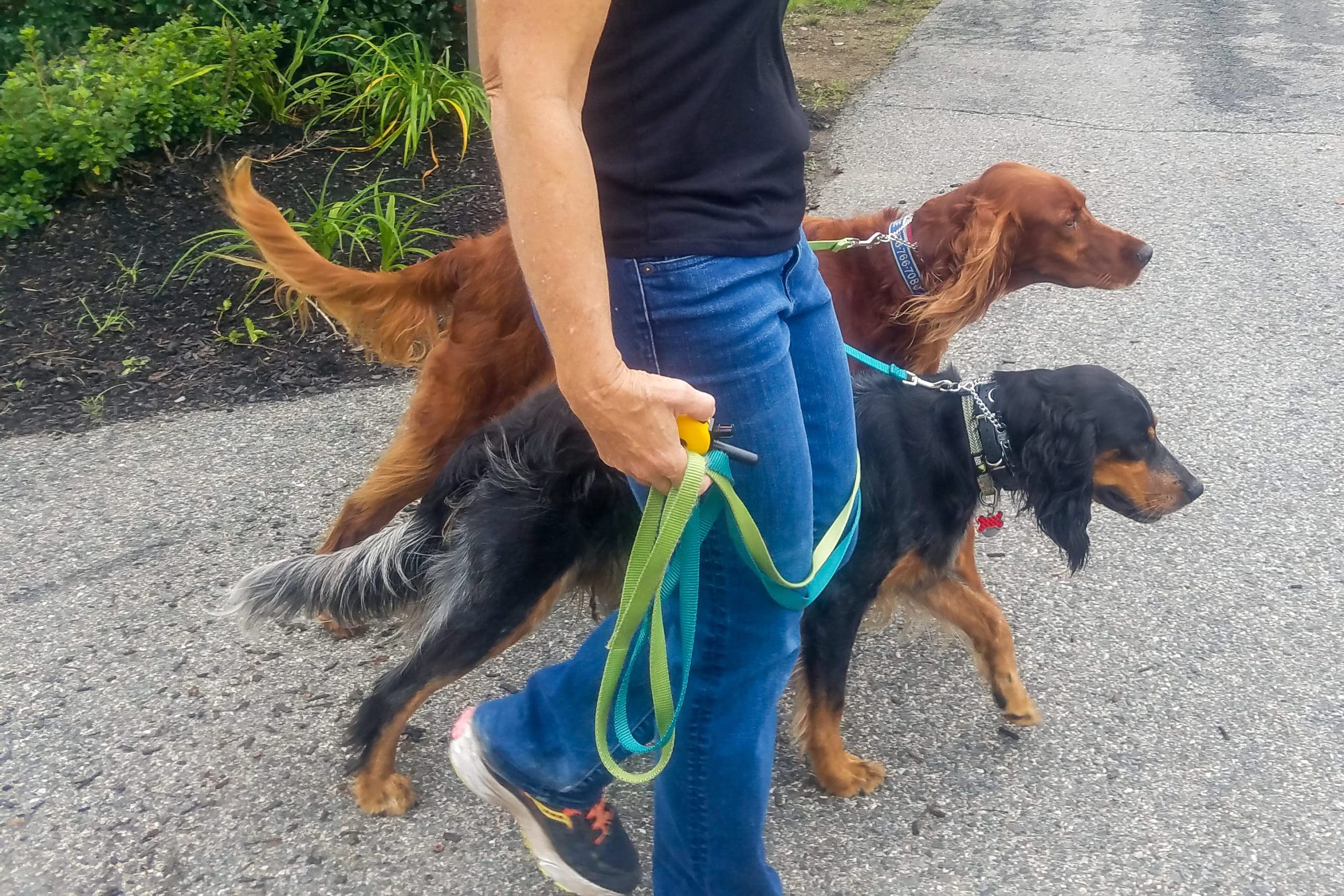 two setters walking on leash with ecollar