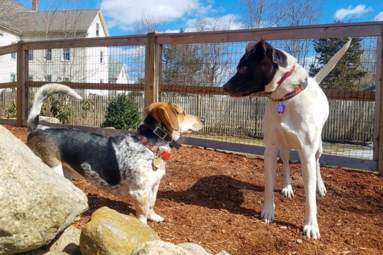 basset hound mix engages play with brown and white pointer pitbull mix at dog coach training yard
