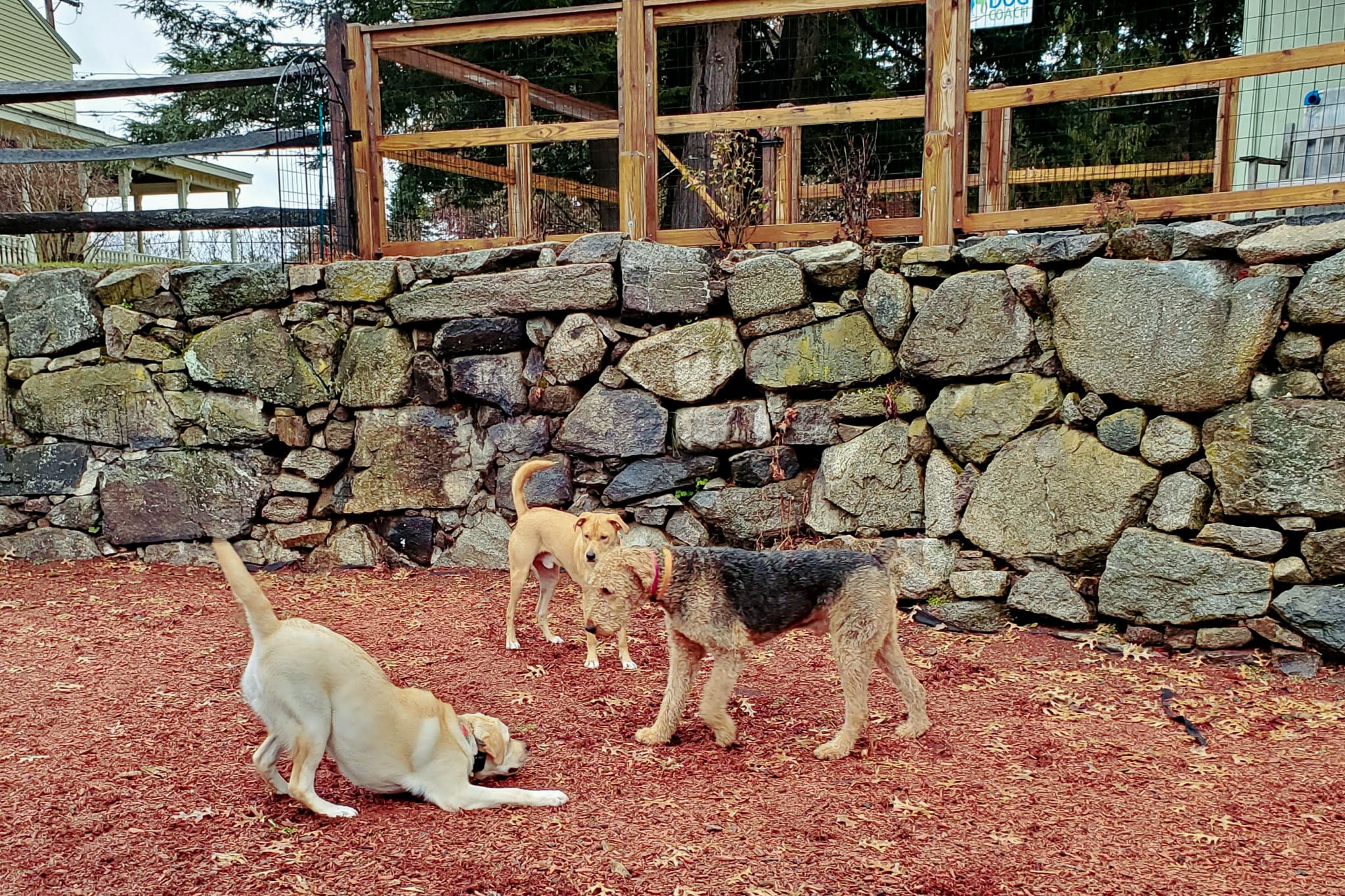 yellow lab play bows at an airdale terrier and a tan mutt in the dog coach training yard