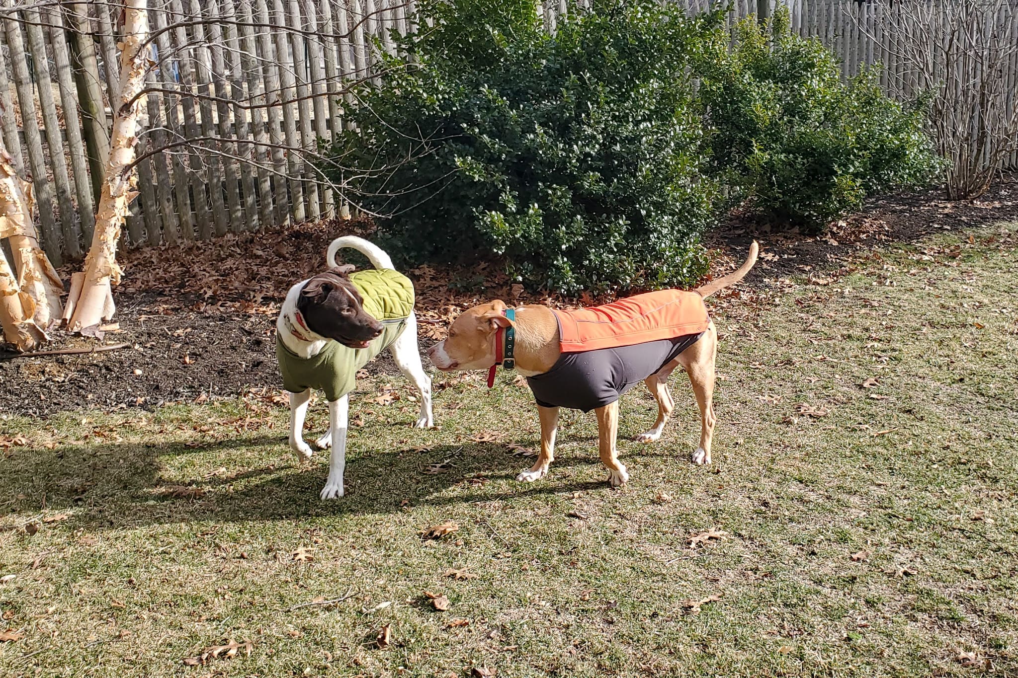 two setters walking on leash with ecollar