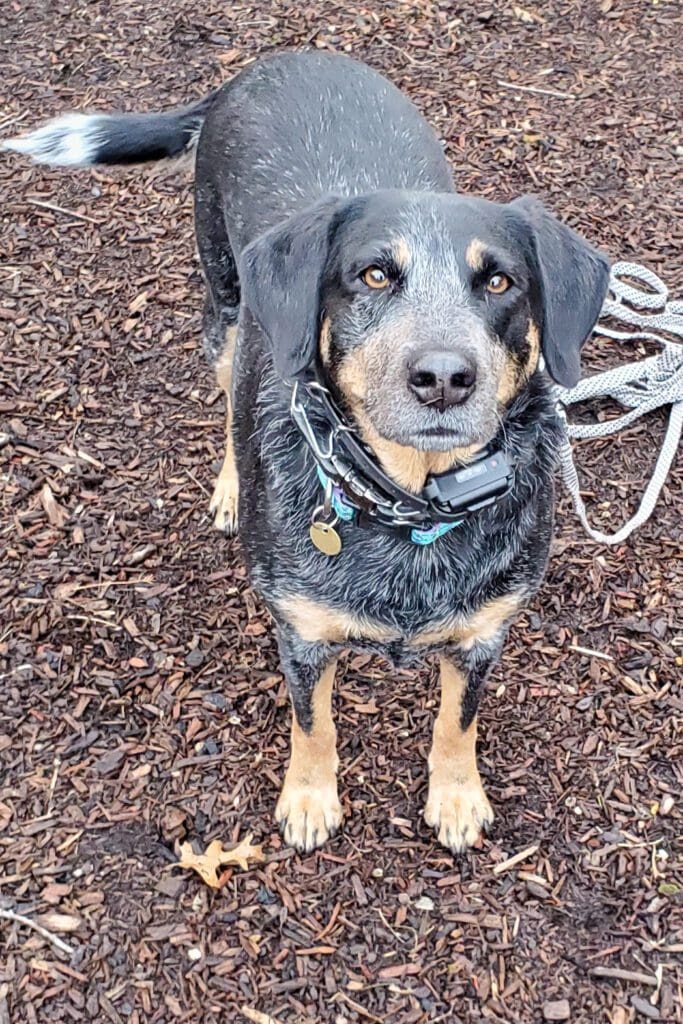 heeler mix during remote collar training