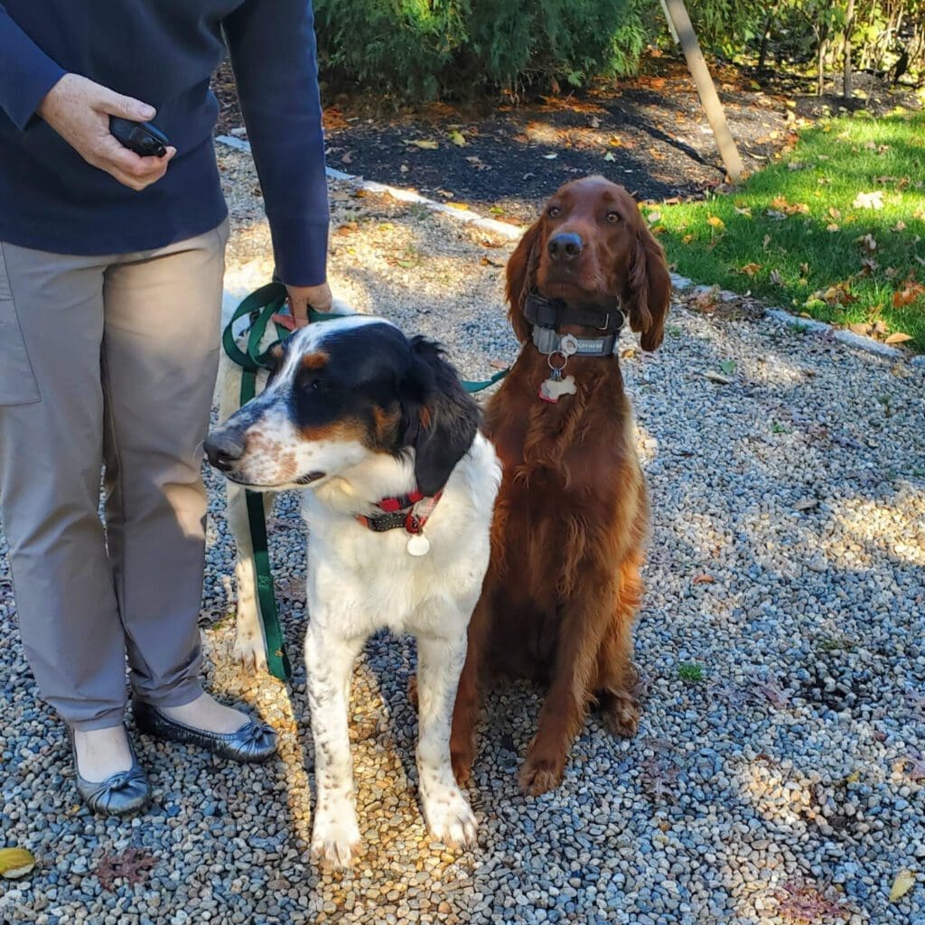 brown irish setter and tri color doodle with owner doing e-collar training