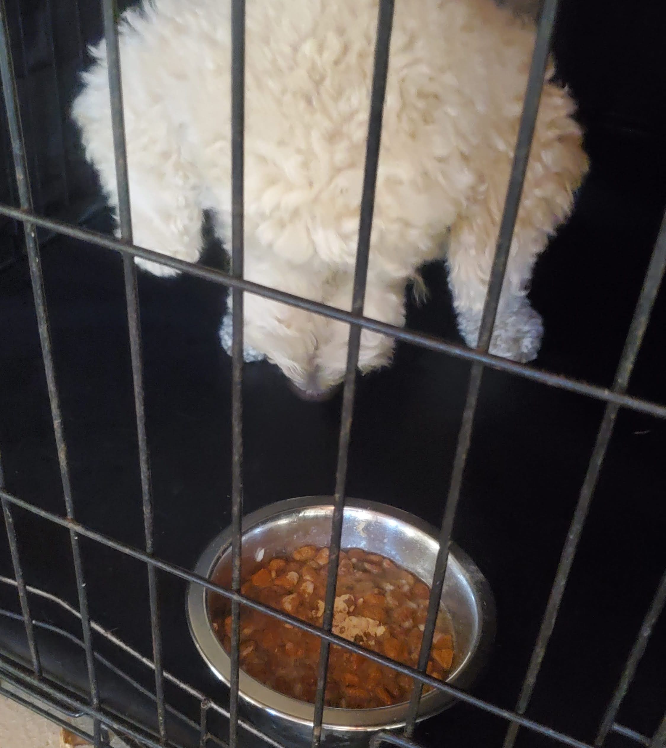 white doodle eats dinner in his dog crate