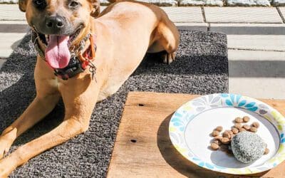 Using Food to Train Your Dog: the Power of Mealtime