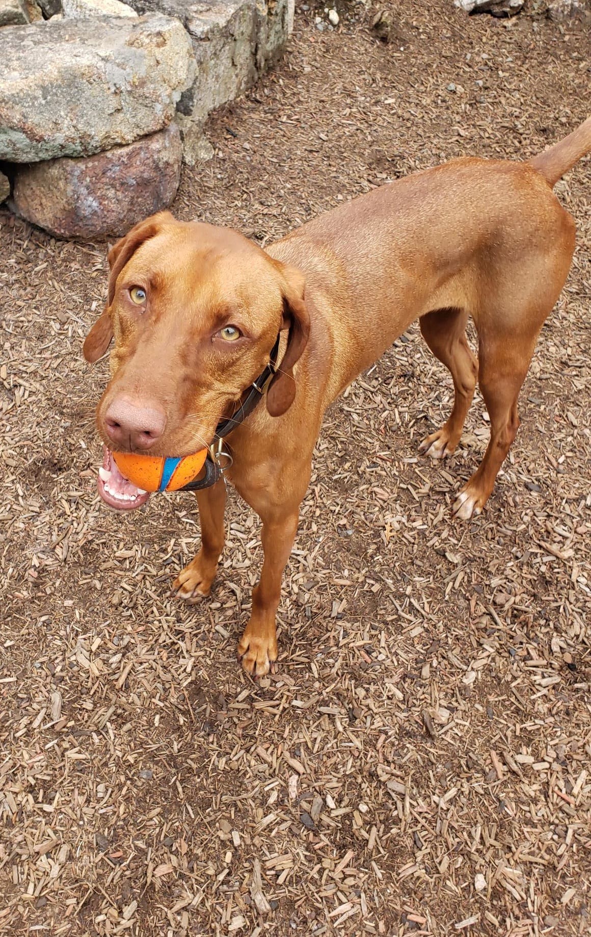 Vizsla dog stands on mulch with ball in her mouth