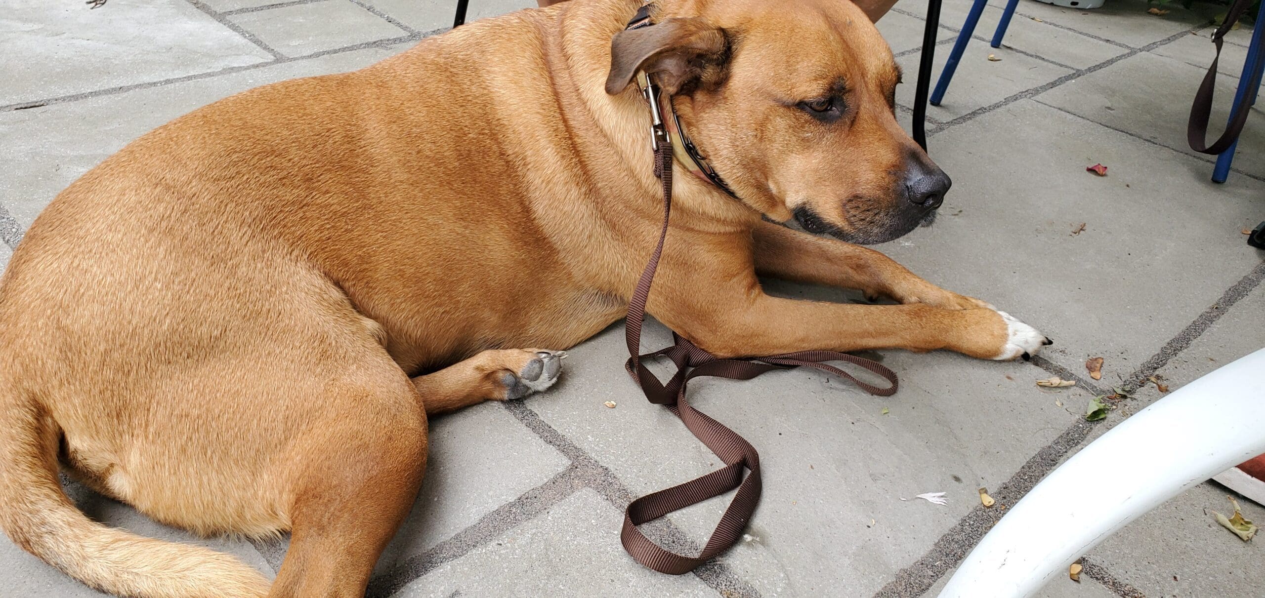 light golden brown pit bull mix on a leash lies quietly at an outdoor table