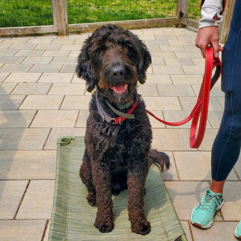 black brown doodle sitting on place at dog coach