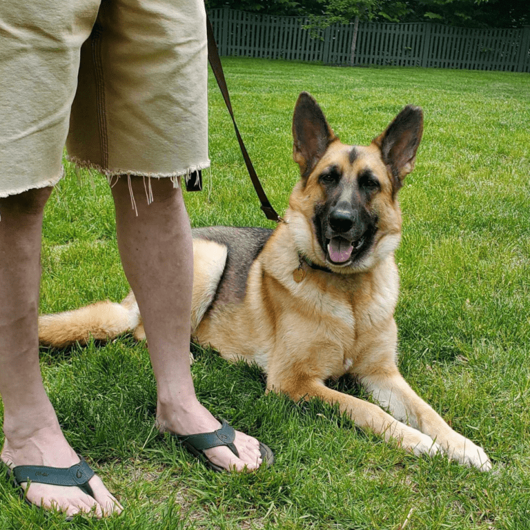german shepherd lies next to owner in grass on leash during training at dog coach