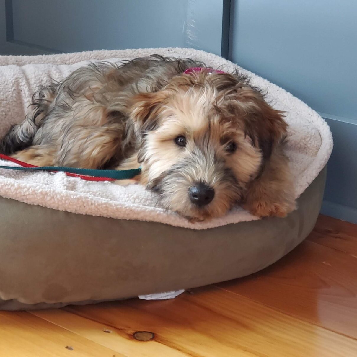 terrier lying calmly in dog bed
