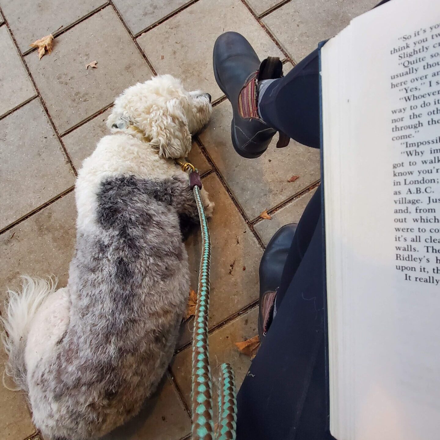 dog lying calmly at feet while owner reads