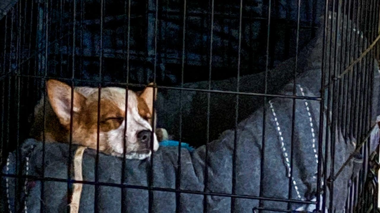 Crate Training a Dog Dog Coach LLC