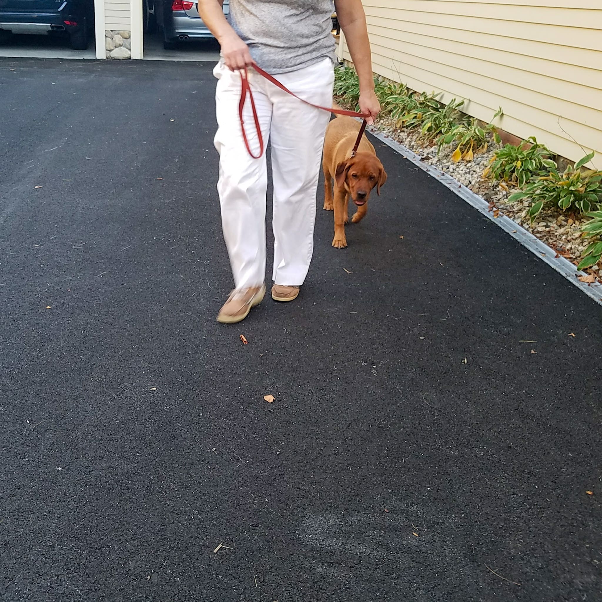 red fox lab walks next to owner in their paved driveway