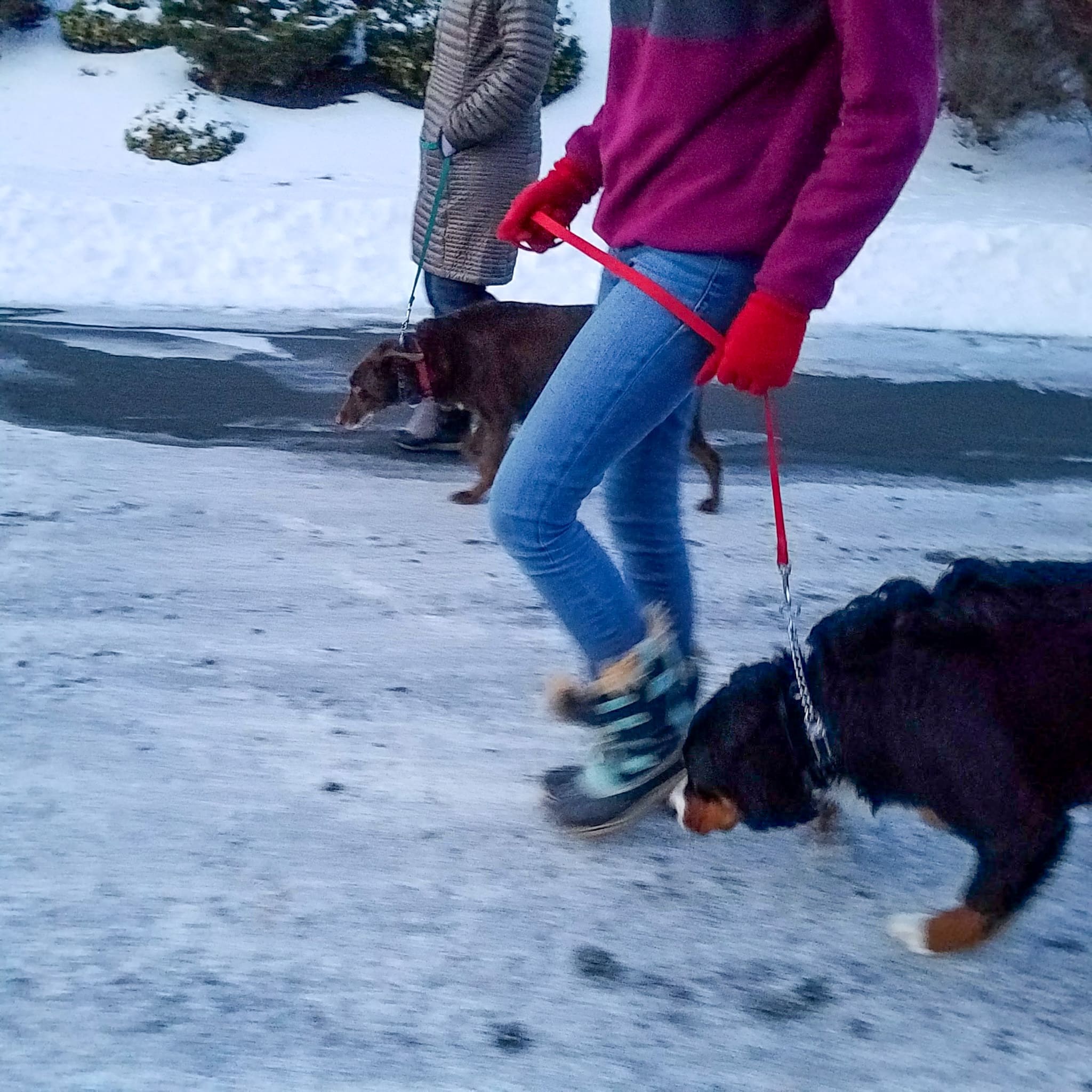 two clients and dogs walk together up the street during winter.