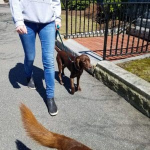 brown dog walks next to owner on leash on sidewalk during training