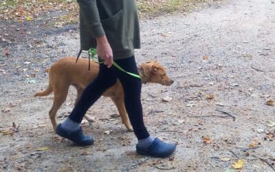 Short Dog Walks as a Balanced Training Tool