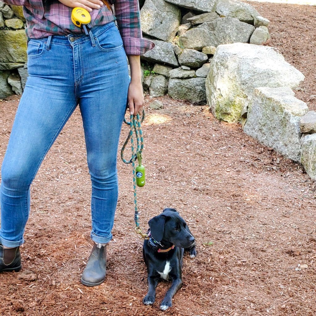 small black dog lies on mulch at owners feet during e-collar training at dog coach