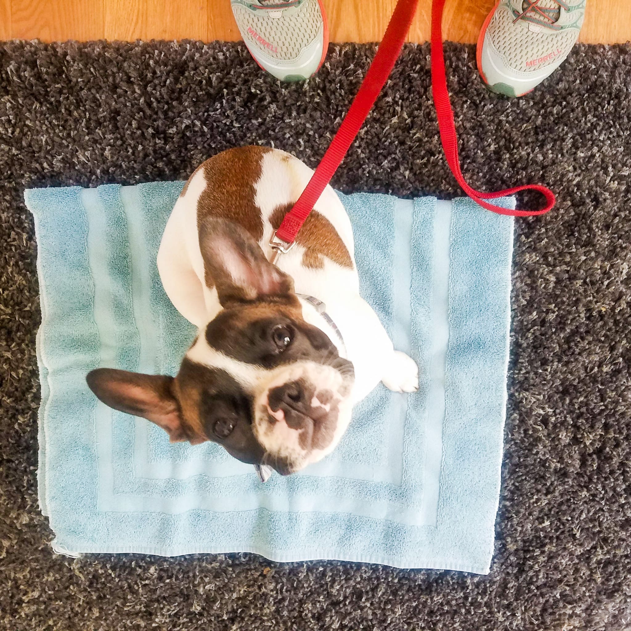 a young brown, white and black french bulldog looks up at the camera while sitting on a towel placed on a rug practicing 'place' while on a leash next to owner