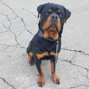 Rottweiler dog on leash during e-collar training outside on pavement