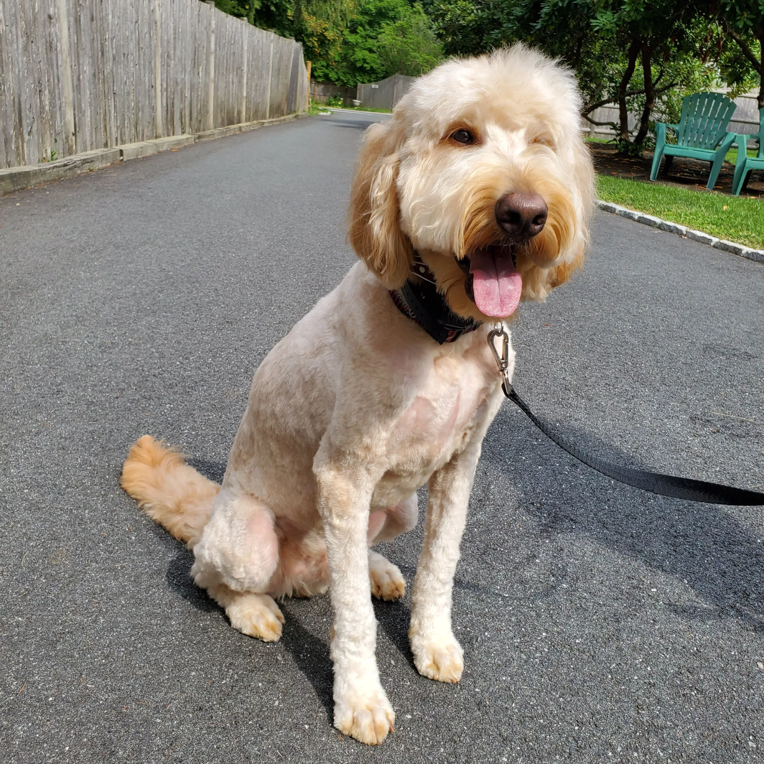 cream colored doodle on leash in paved driveway during dog training