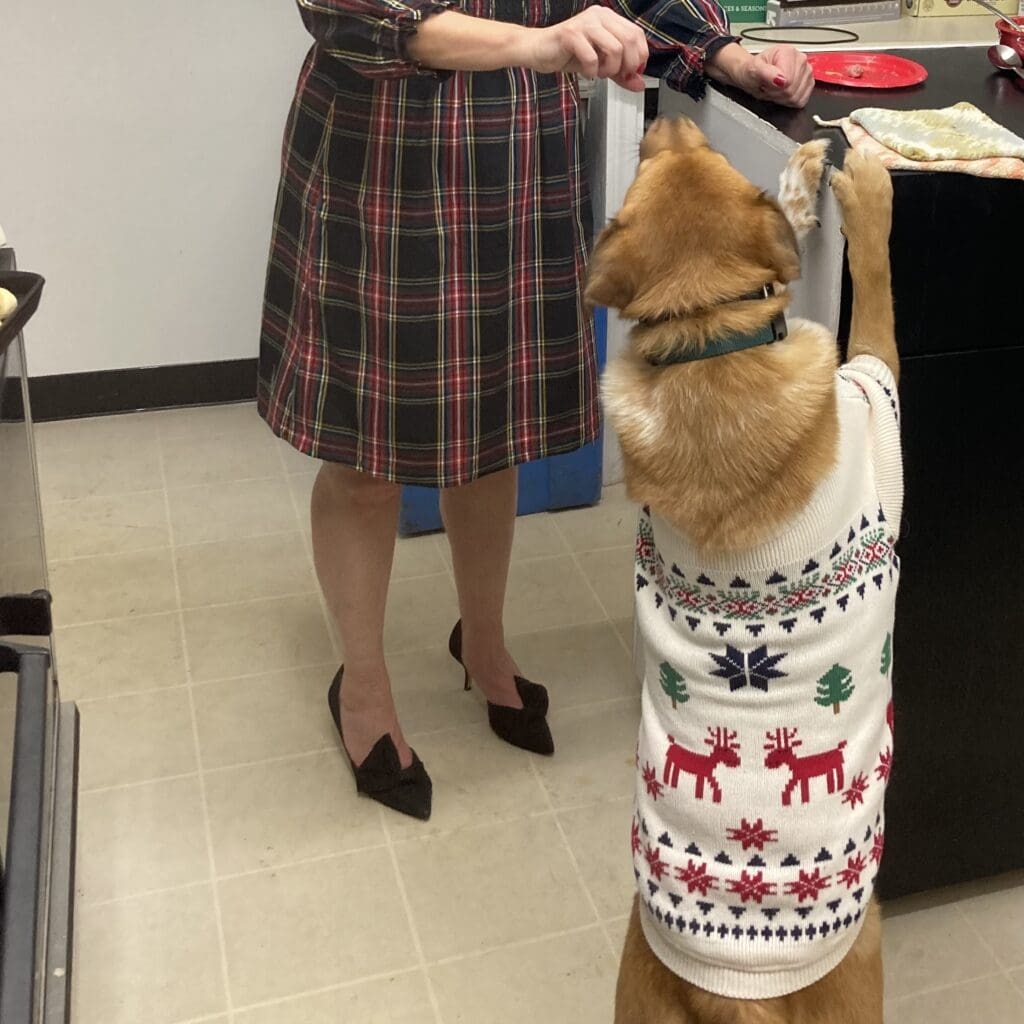 dog begs in the kitchen wearing a christmas sweater. white woman in christmas dress and heels feeds her