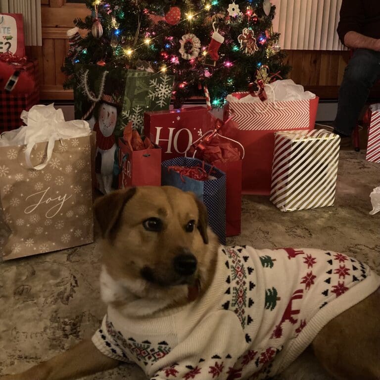 dog lies in front of christmas tree with presents wearing christmas sweater