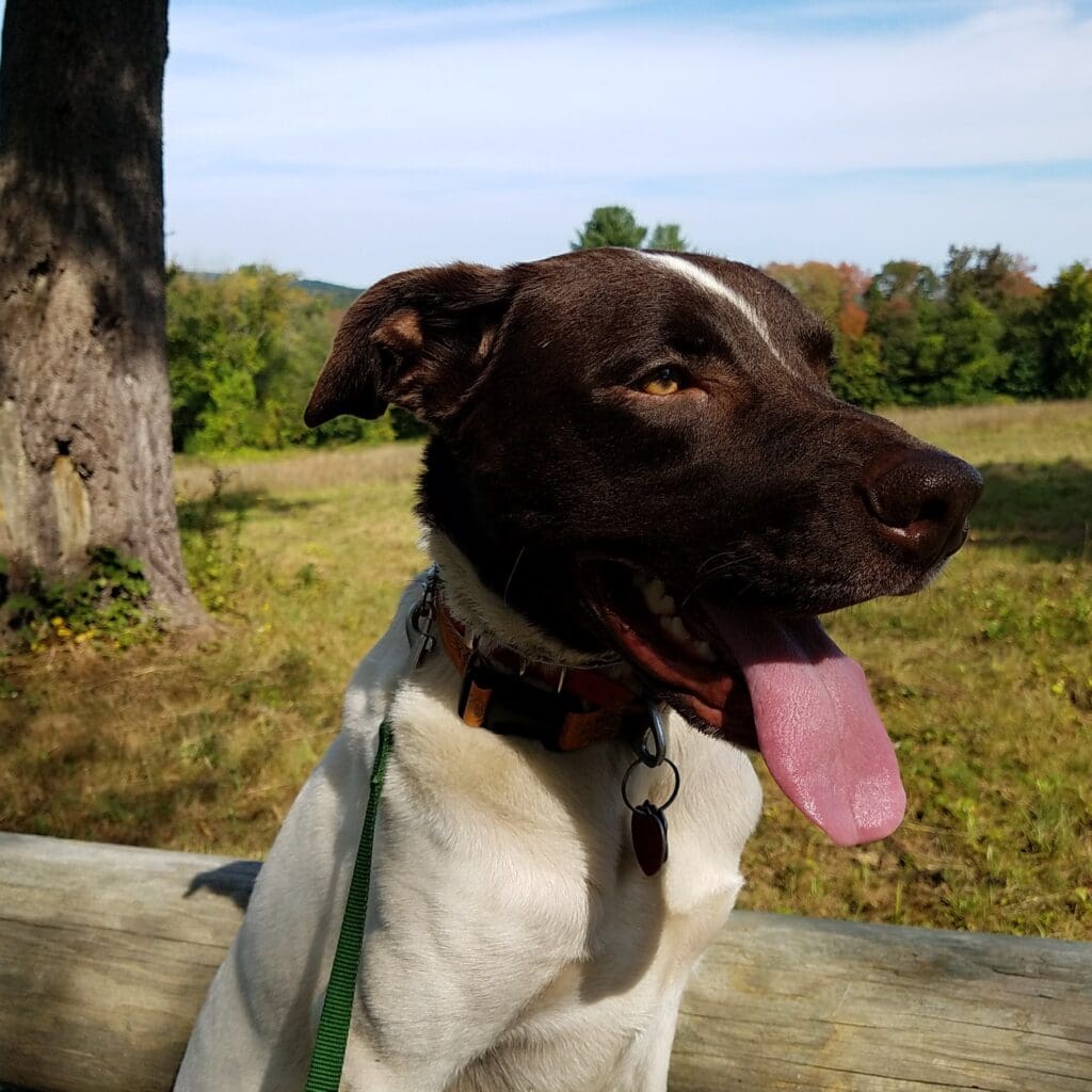 brown and white pitbull pointer mix sits and pants after a walk in the woods.
