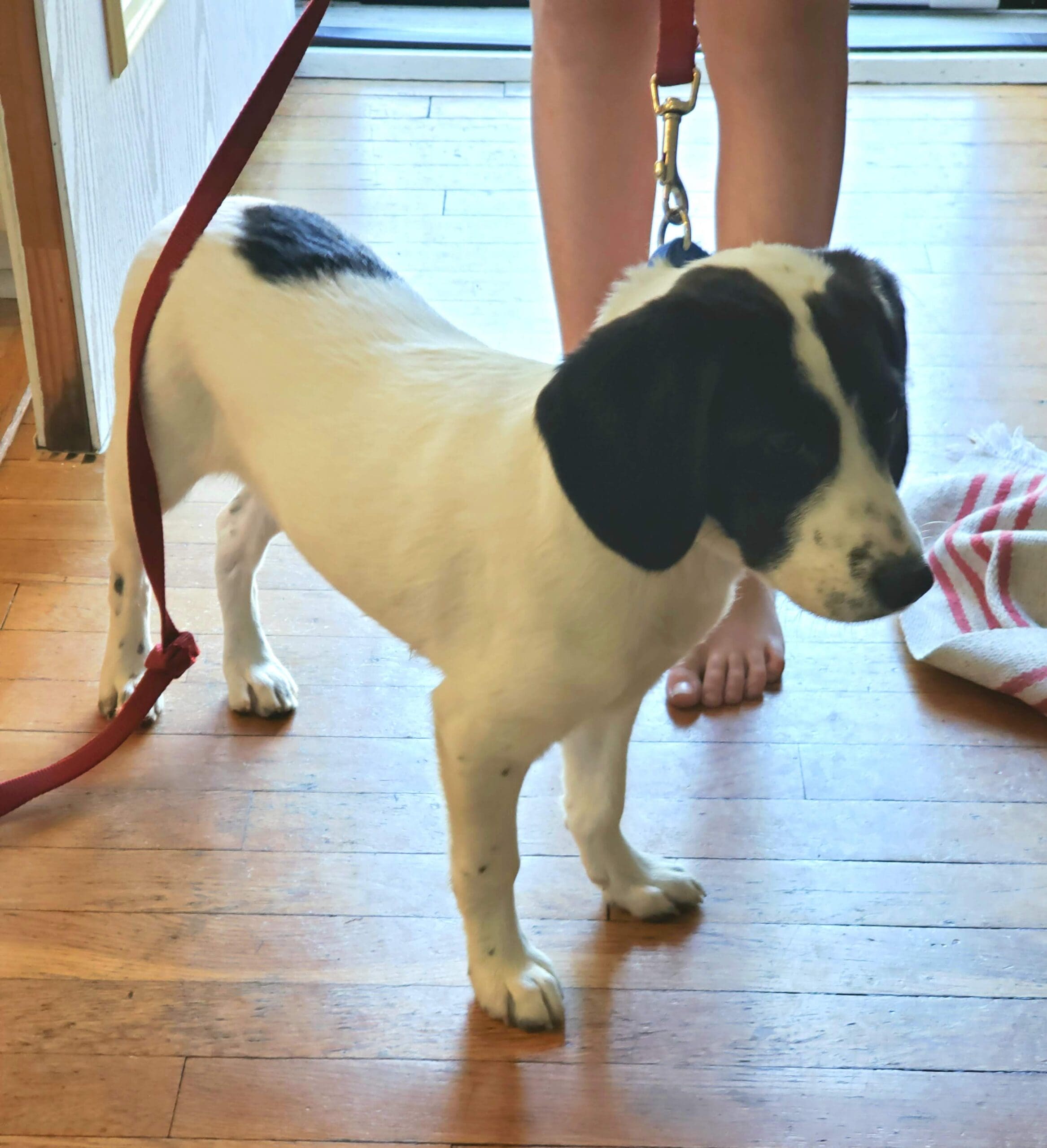 small black and white dog on a leash in the house during training with owner