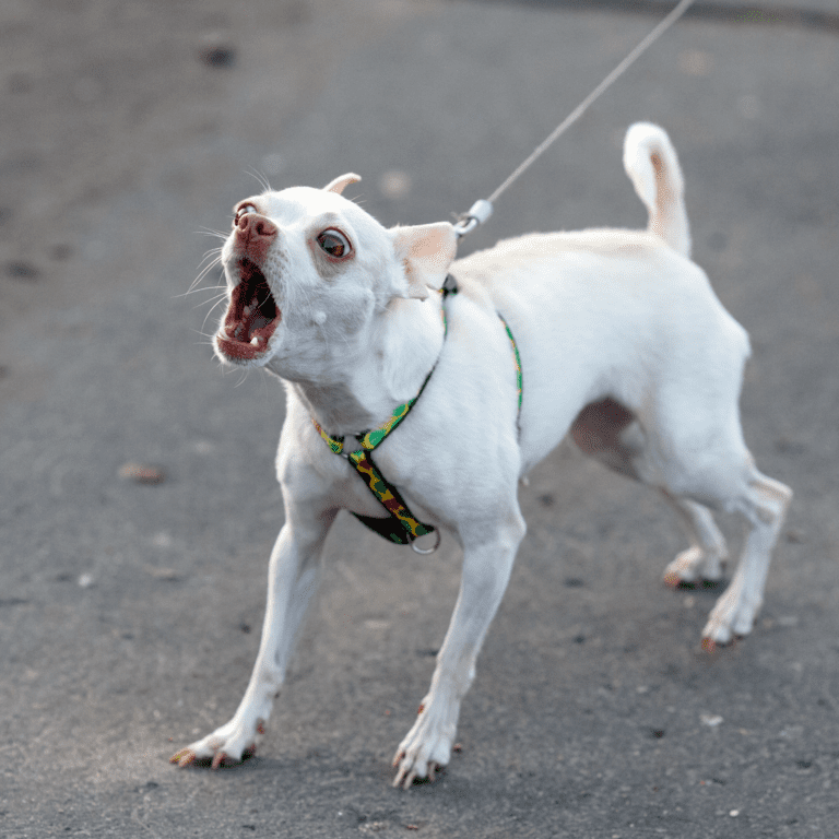 white chihuahua barks fiercely while leashed and wearing a harness