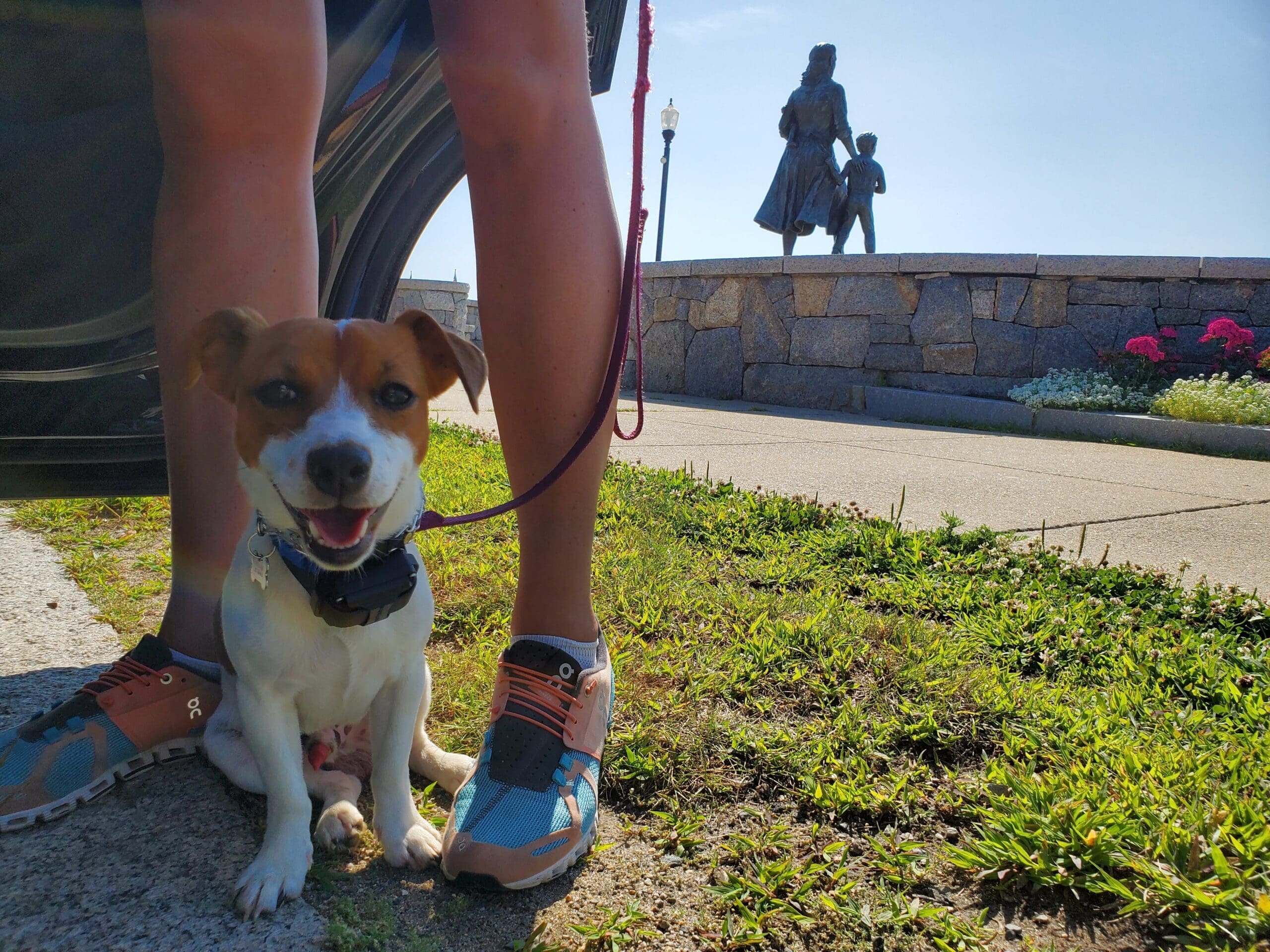 jack russell terrier in gloucester ma remote collar training. the fisherman's statue can be seen behind the dog and owner