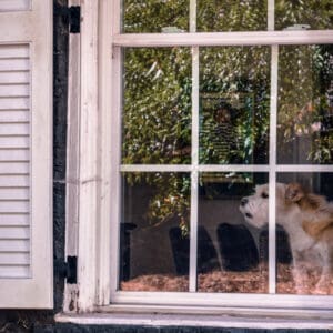 small brown and white terrier stands on back of couch and barks out the window of a house