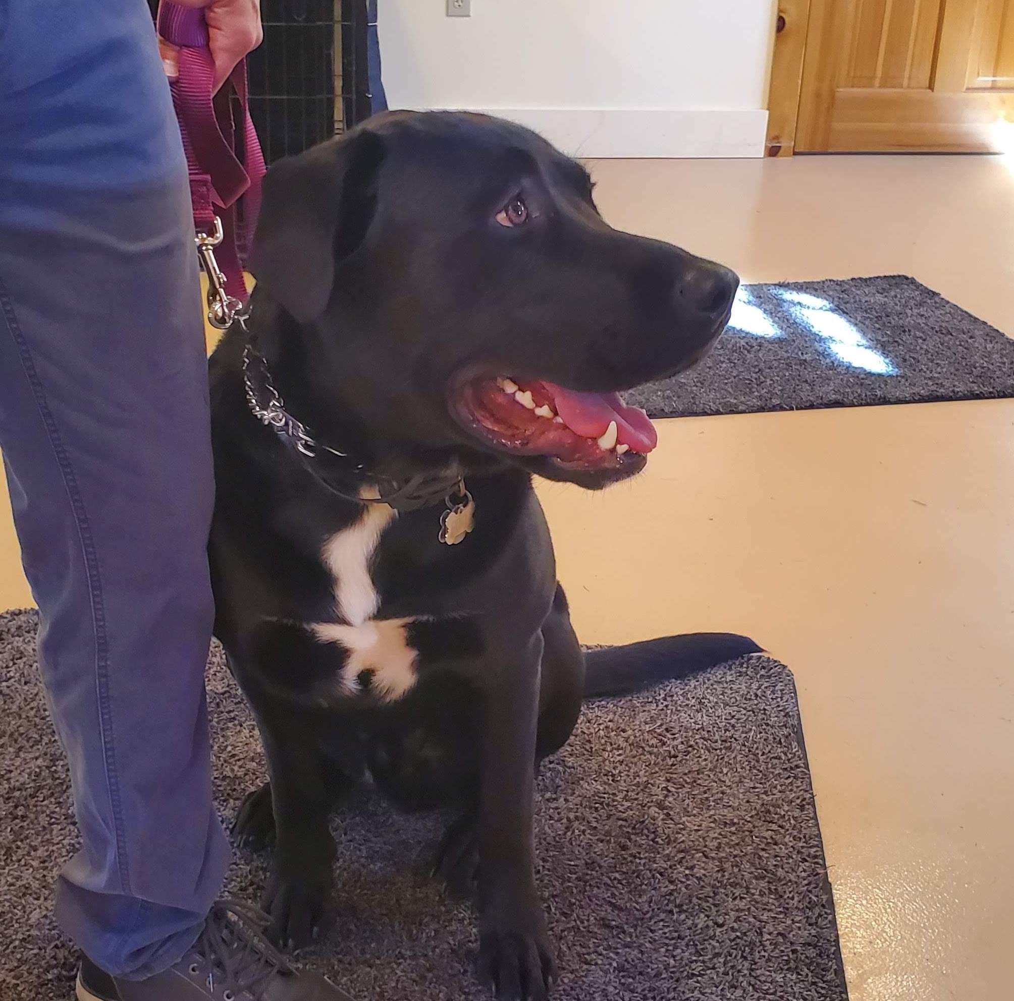 black lab mastiff mix sits next to owner who is wearing blue pants. the dog is wearing e-collar and prong collar for training. the dog's mouth is open and he looks off camera expectantly