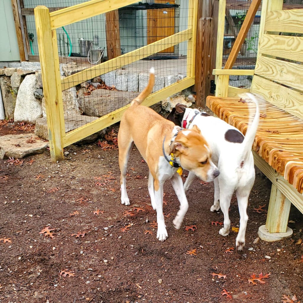 two pit bull mixes sniff while wearing remote collars. they are outside the dog coach training facility in the fenced yard