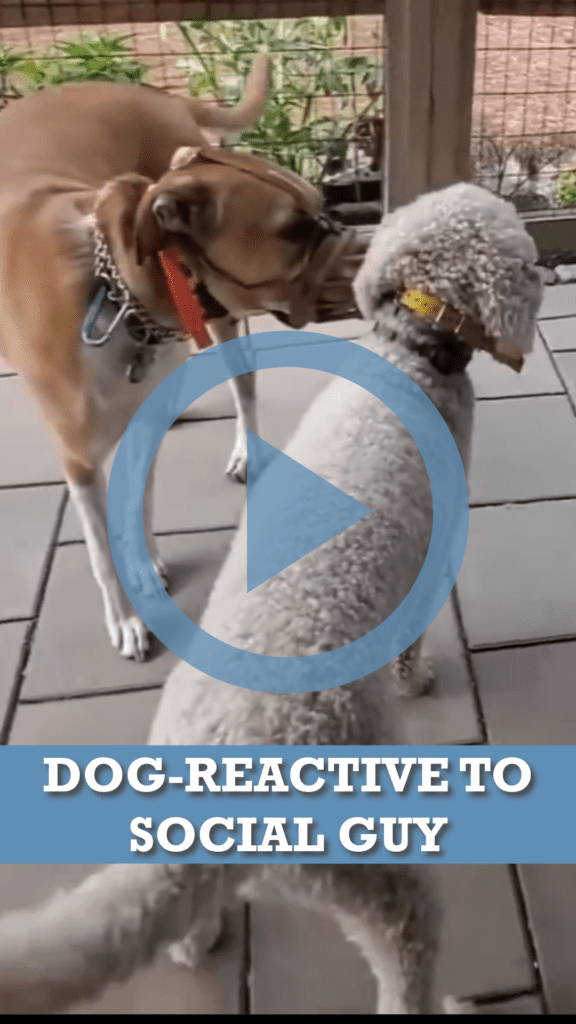 cover photo for instagram reel that says "dog reactive to social guy" and shows a photo of a pit bull mix with a muzzle on sniffing a white doodle dog during training