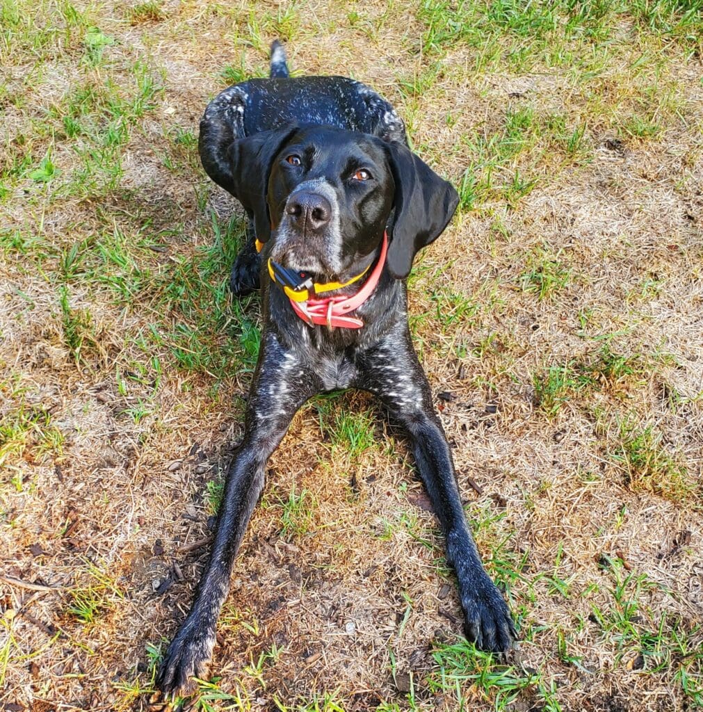 black german shorthair pointer lies down ready to play in grass while looking at the camera and wearing a yellow remote collar