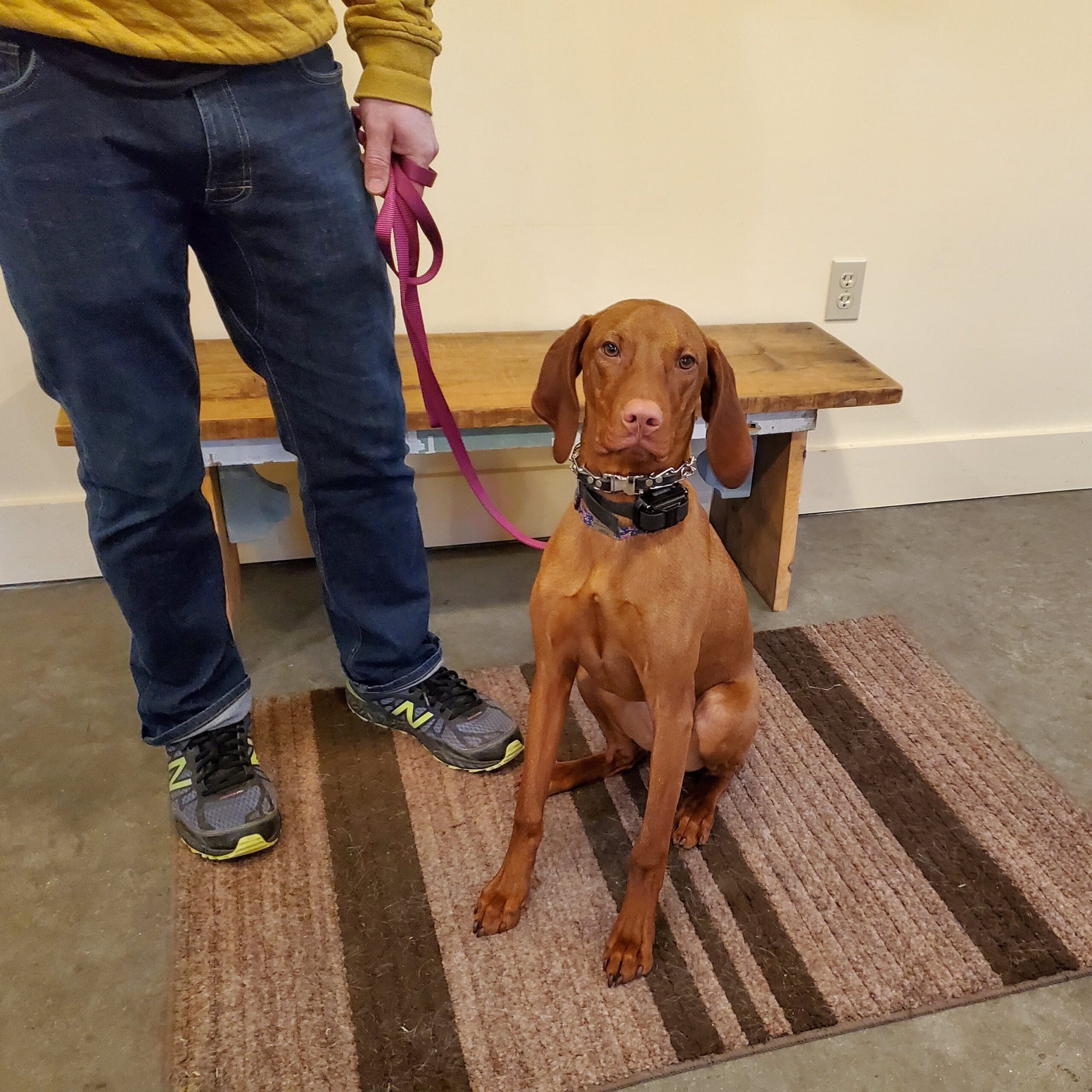 copper Vizsla dog on leash in training with owner inside Dog Coach facility