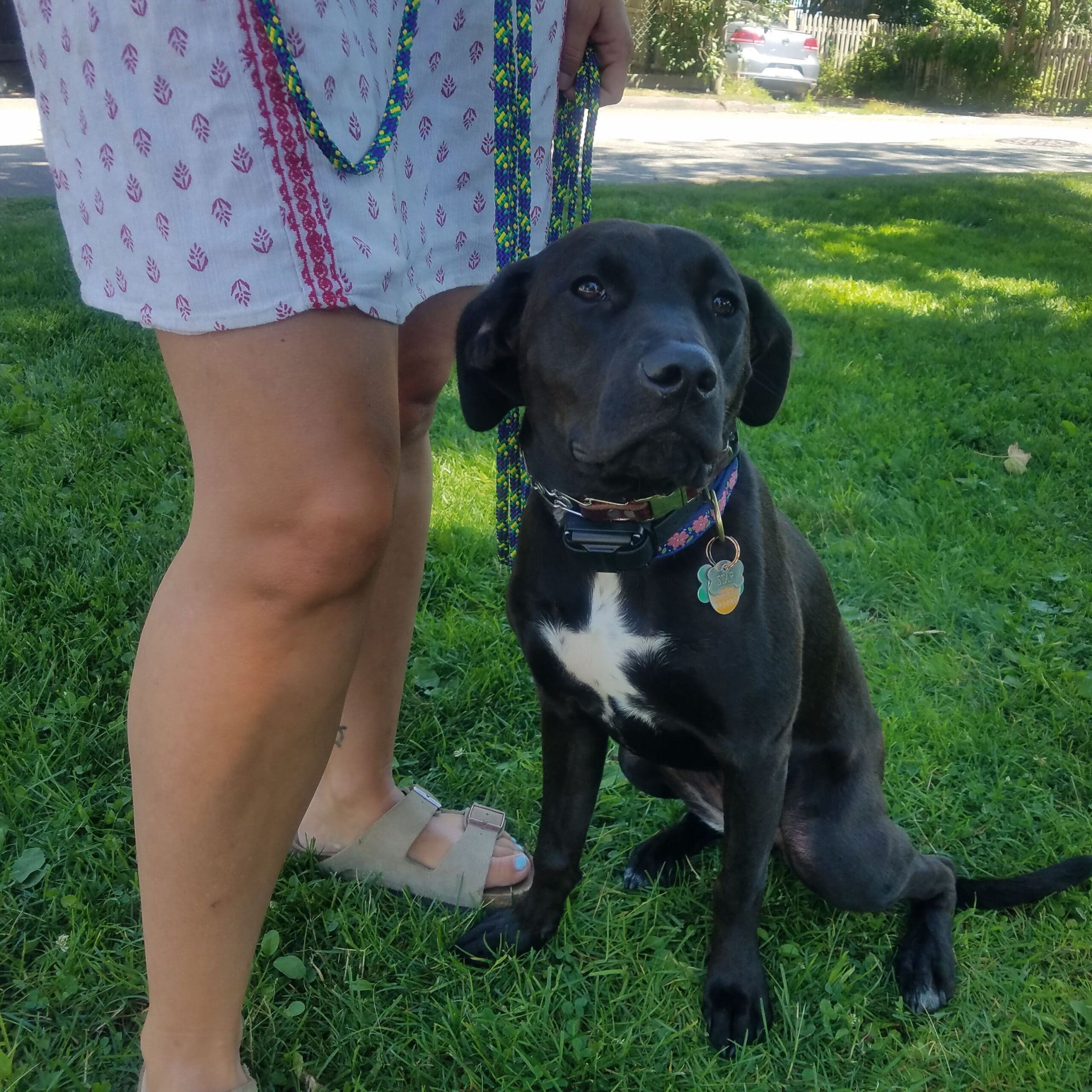 black and white dog in training with owner holding leash