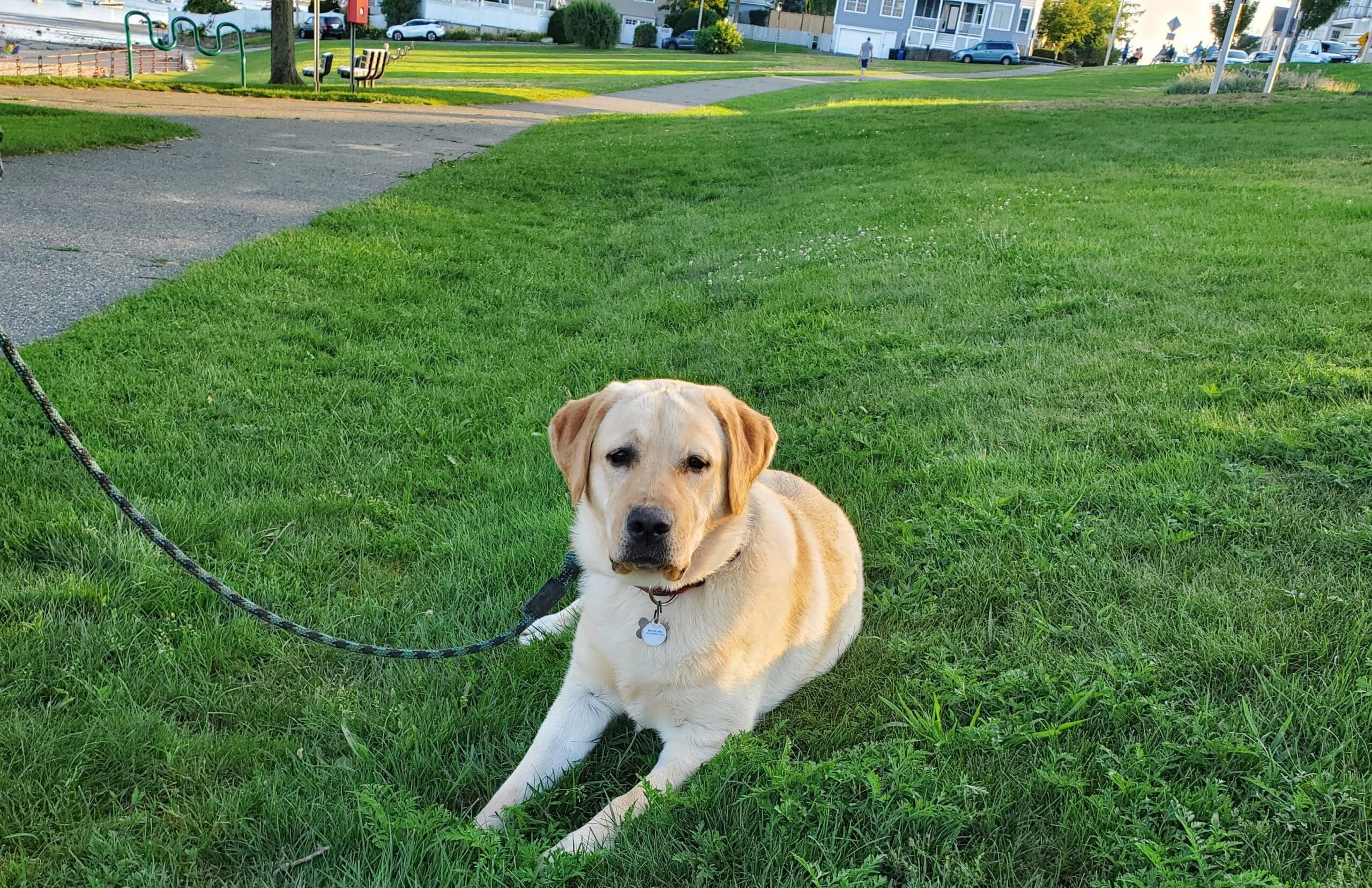 yellow lab on leash during dog training at park