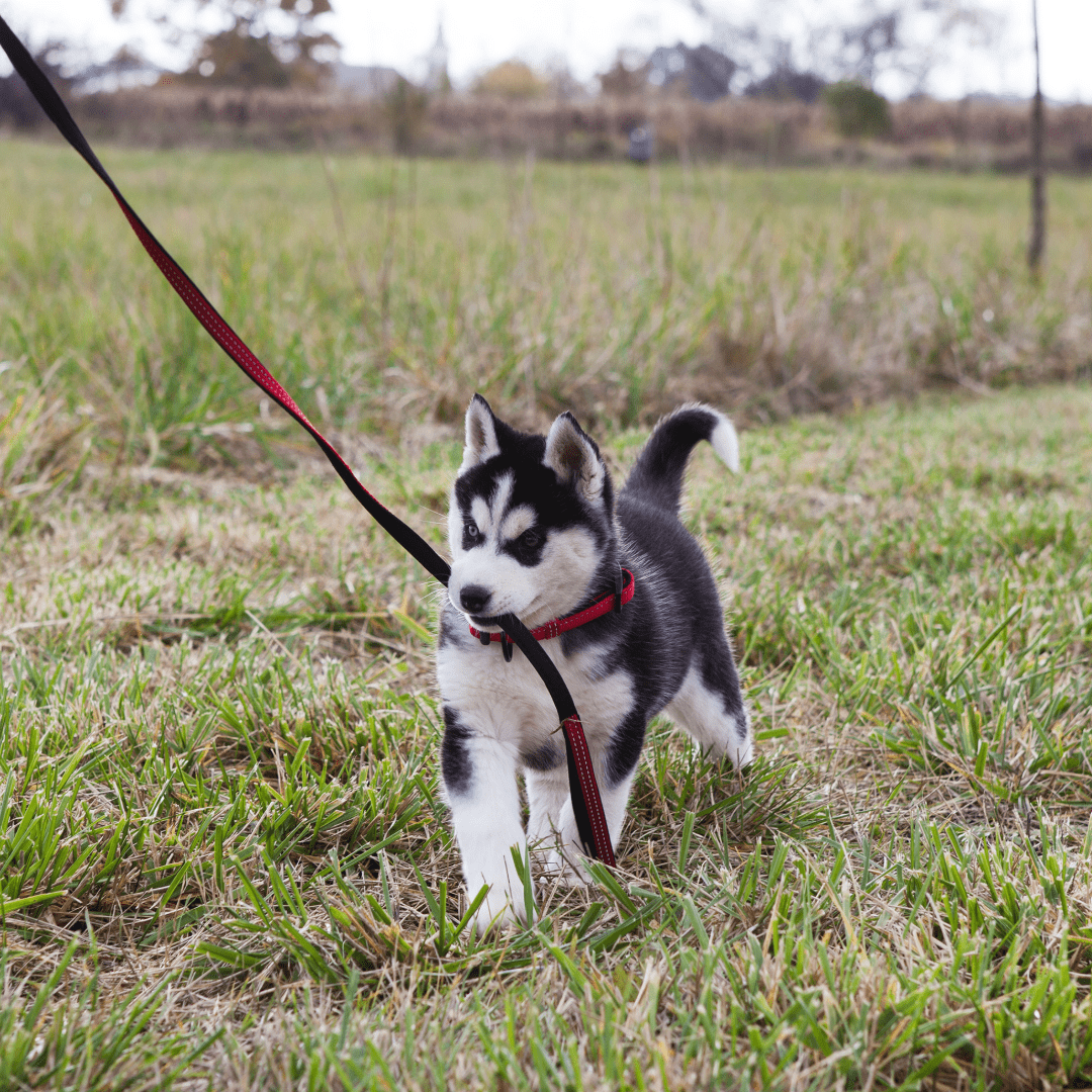 husky puppy biting leash in field