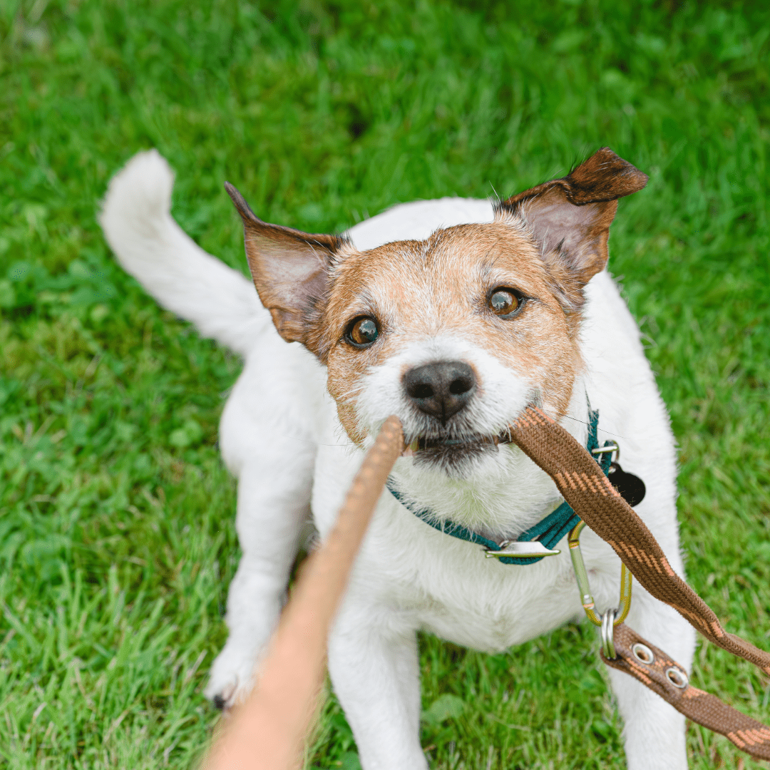 jack russell terrier biting leash