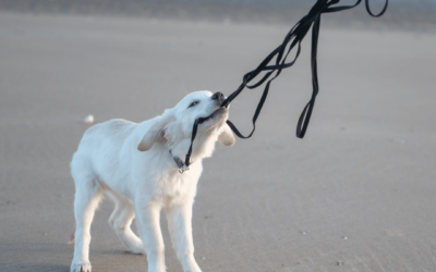 “My Dog Won’t Stop Biting the Leash. How Do I Make It Stop!”