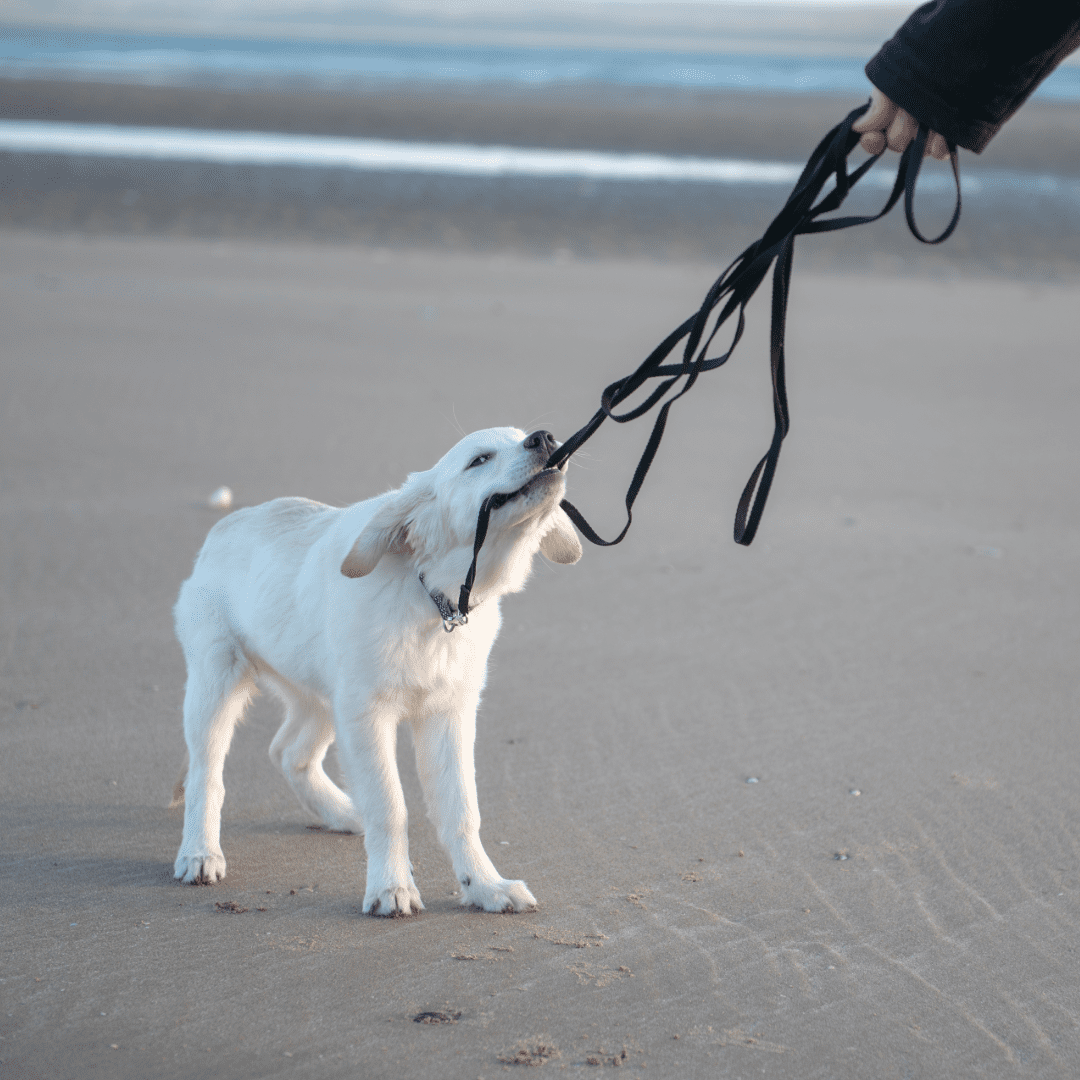 retriever puppy biting leash on beach