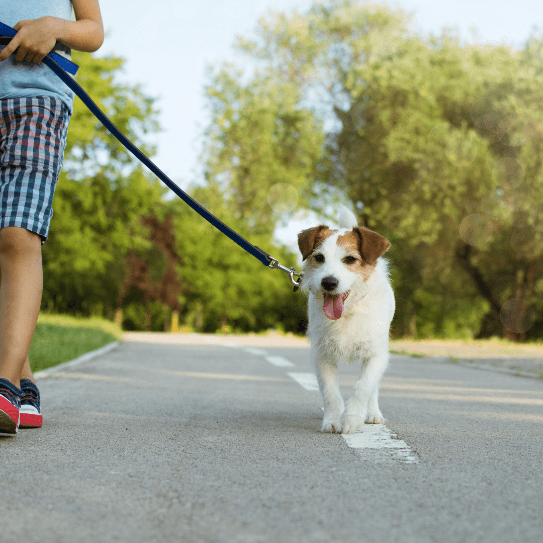 terrier walking nicely on leash